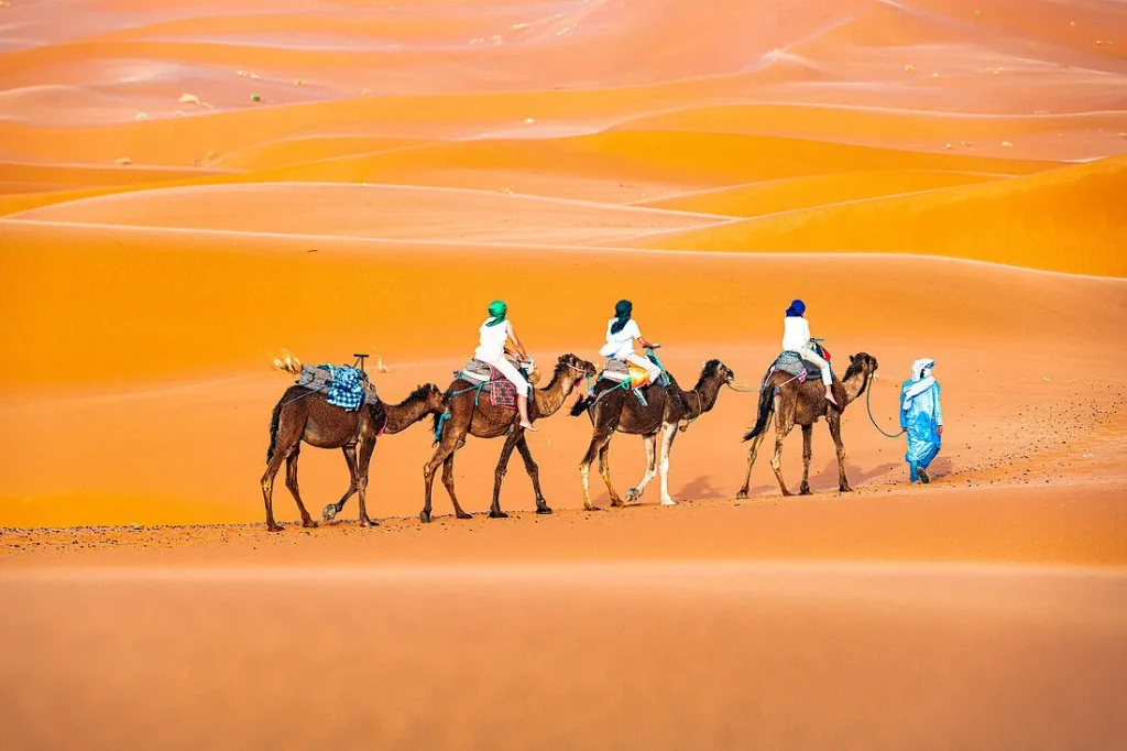 Camel caravan walking through Merzouga Sahara desert